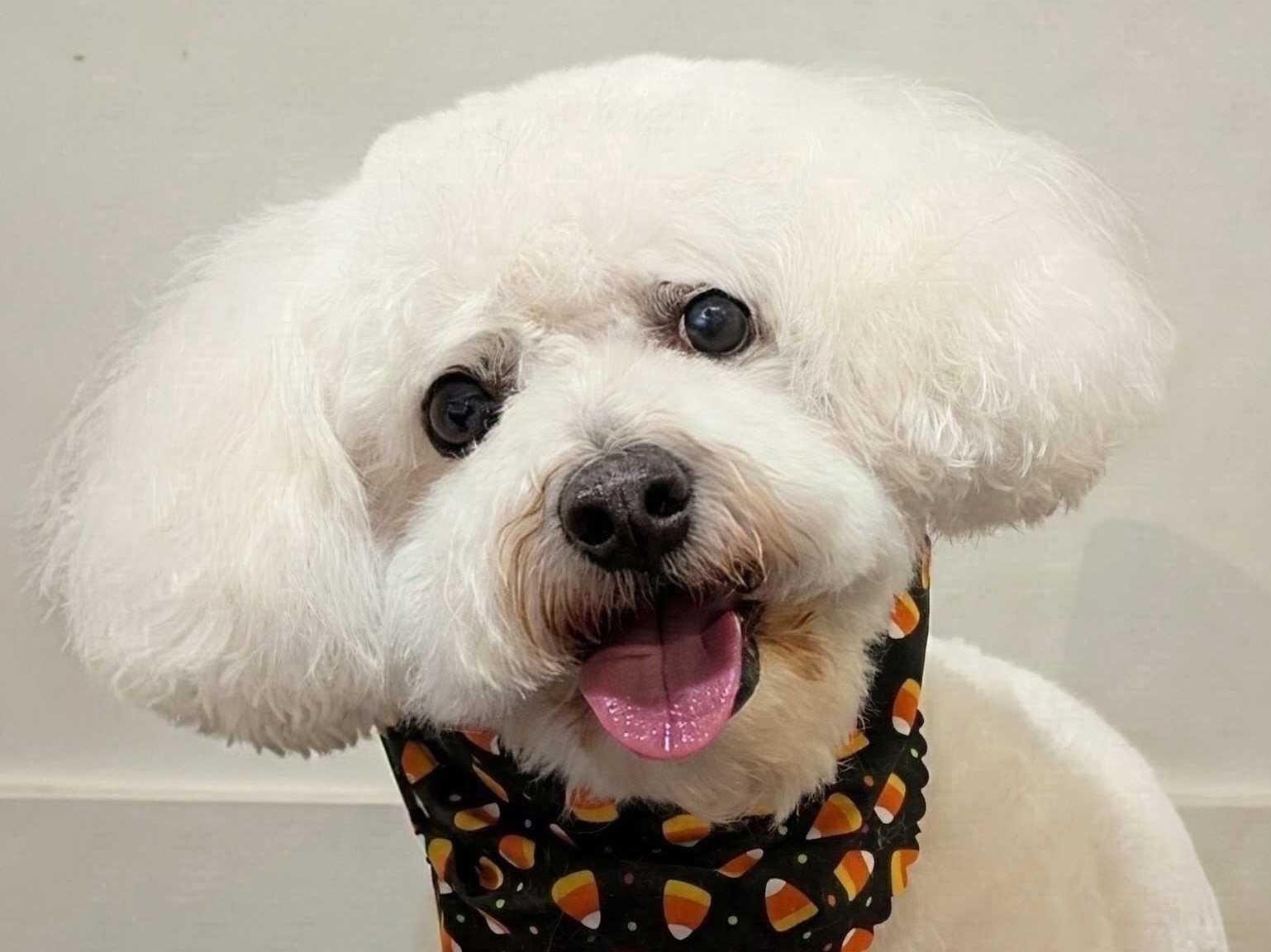 Fluffy white dog with a candy corn bandana