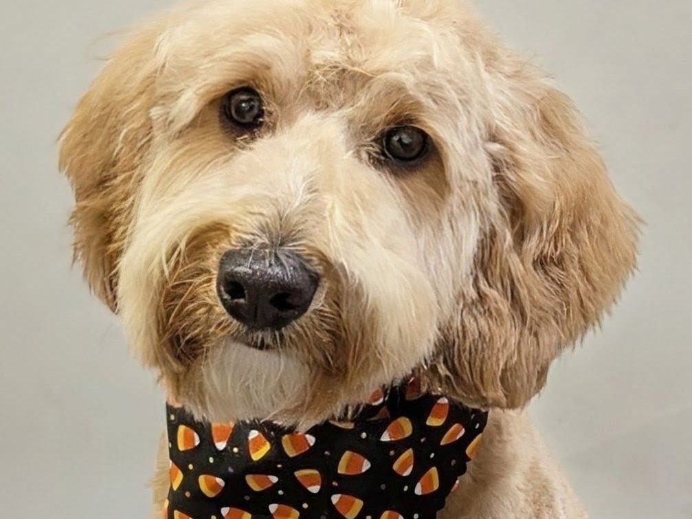 Groomed doodle with a candy corn bandana