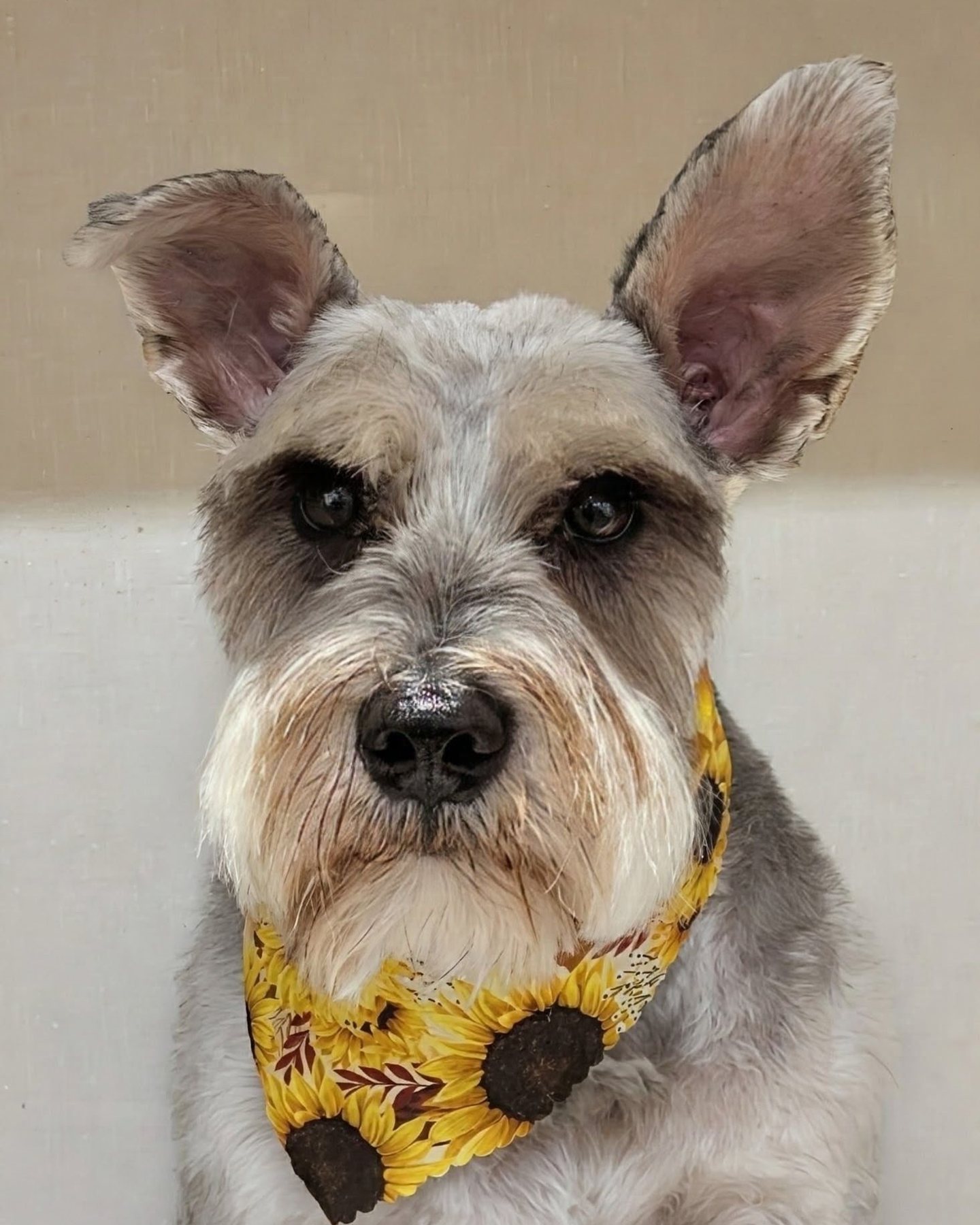 Freshly groomed dog at Golden Paws