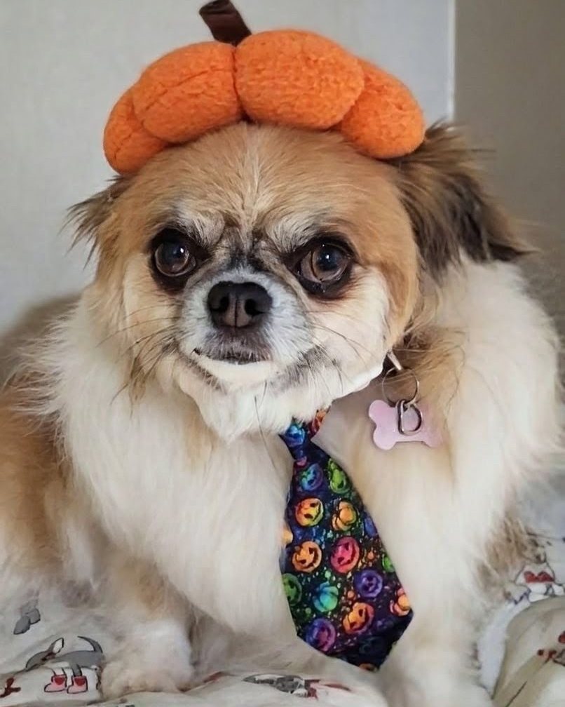 Freshly groomed dog at Golden Paws