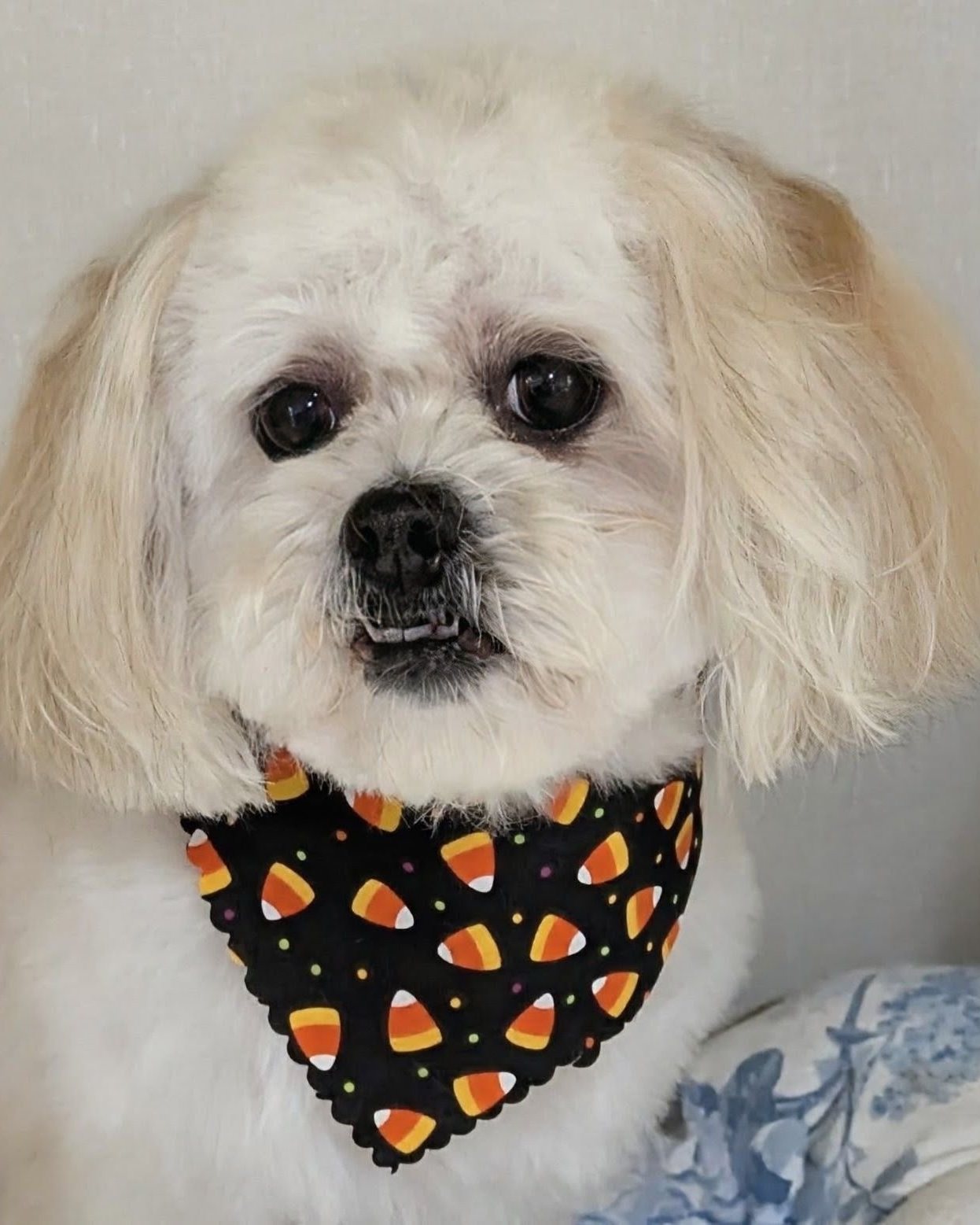 Freshly groomed dog at Golden Paws