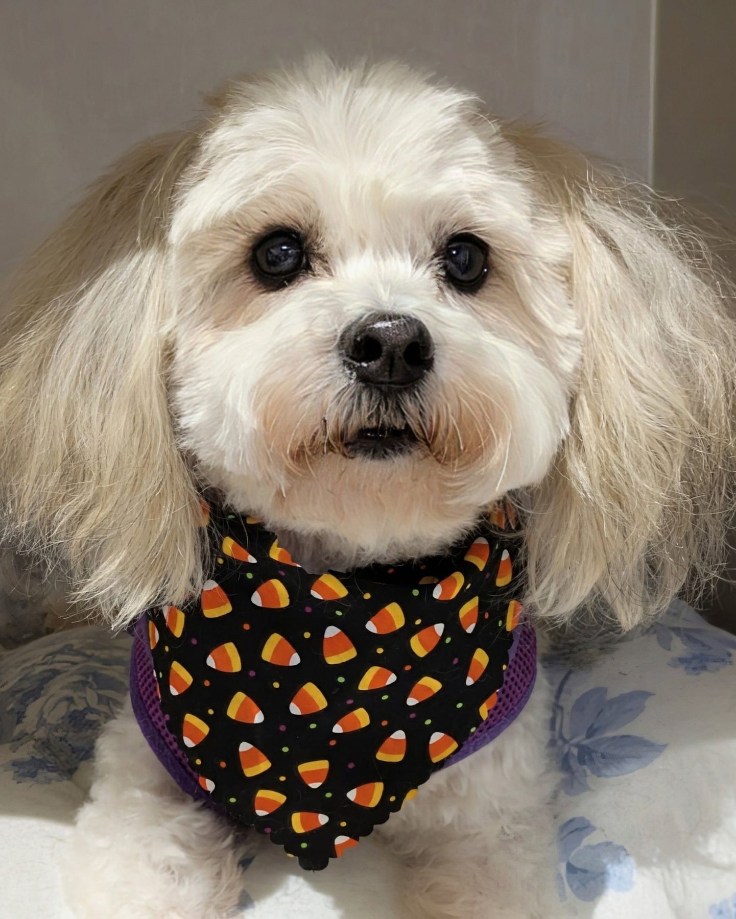 Freshly groomed dog at Golden Paws