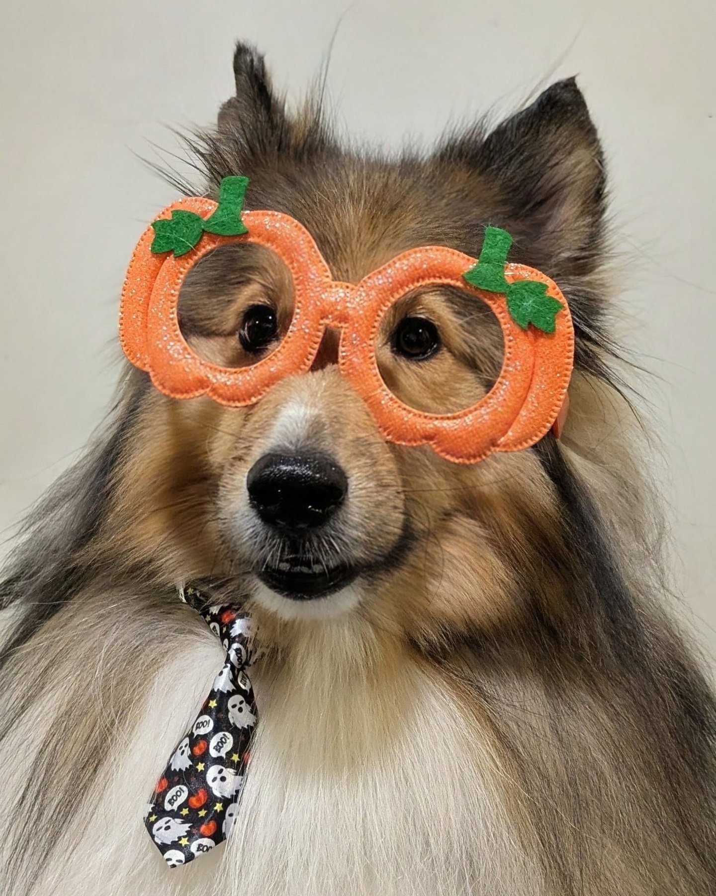 Freshly groomed dog at Golden Paws