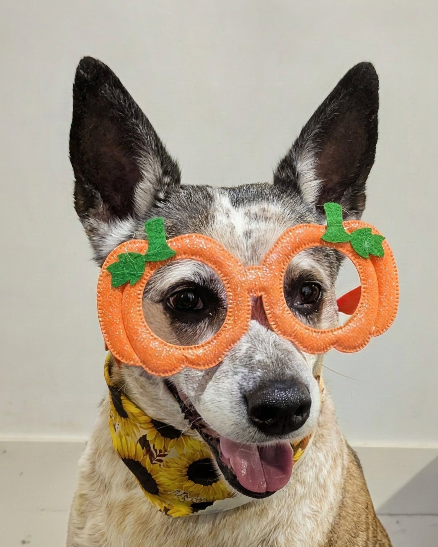 Freshly groomed dog at Golden Paws