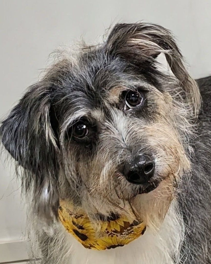 Freshly groomed dog at Golden Paws