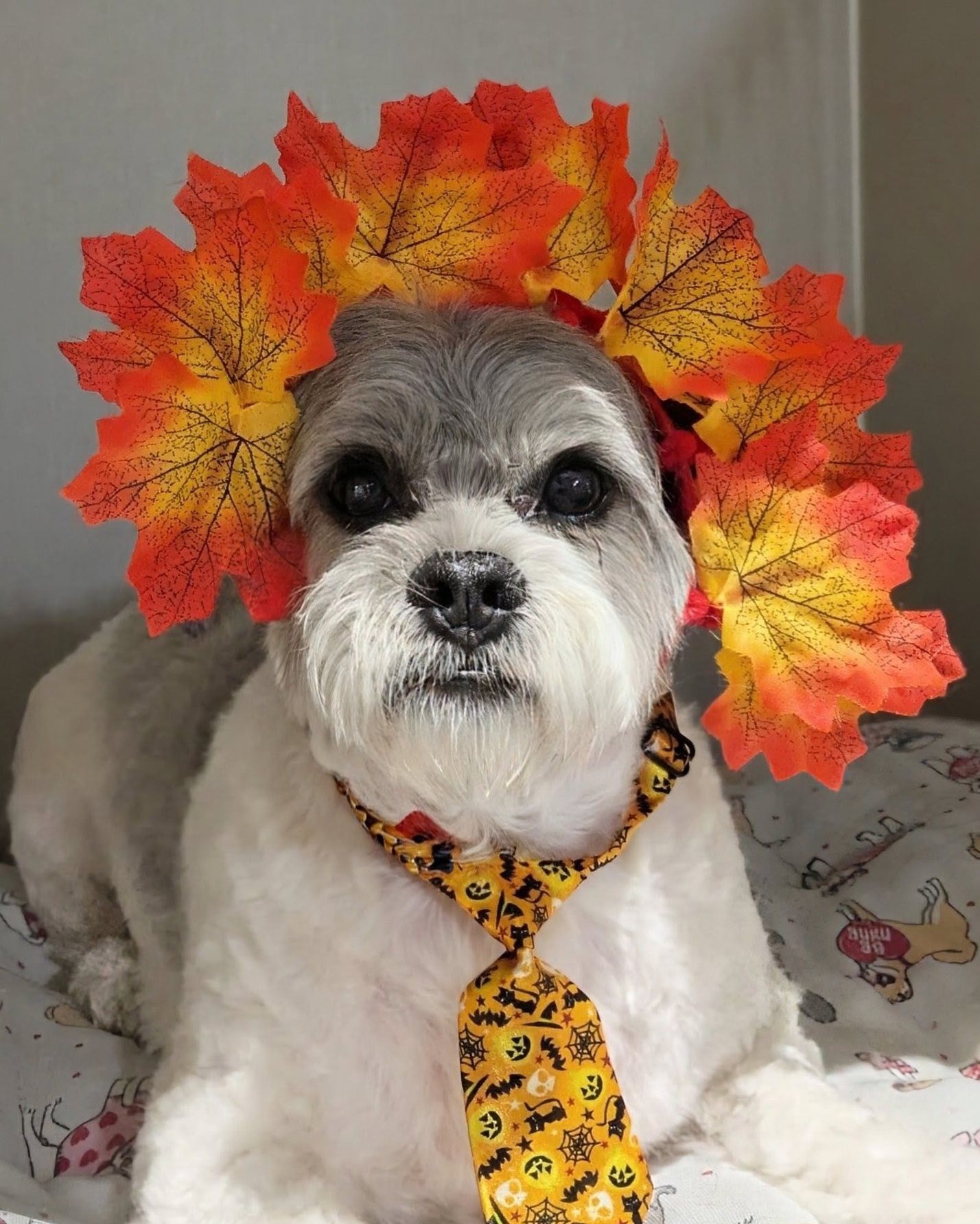 Freshly groomed dog at Golden Paws