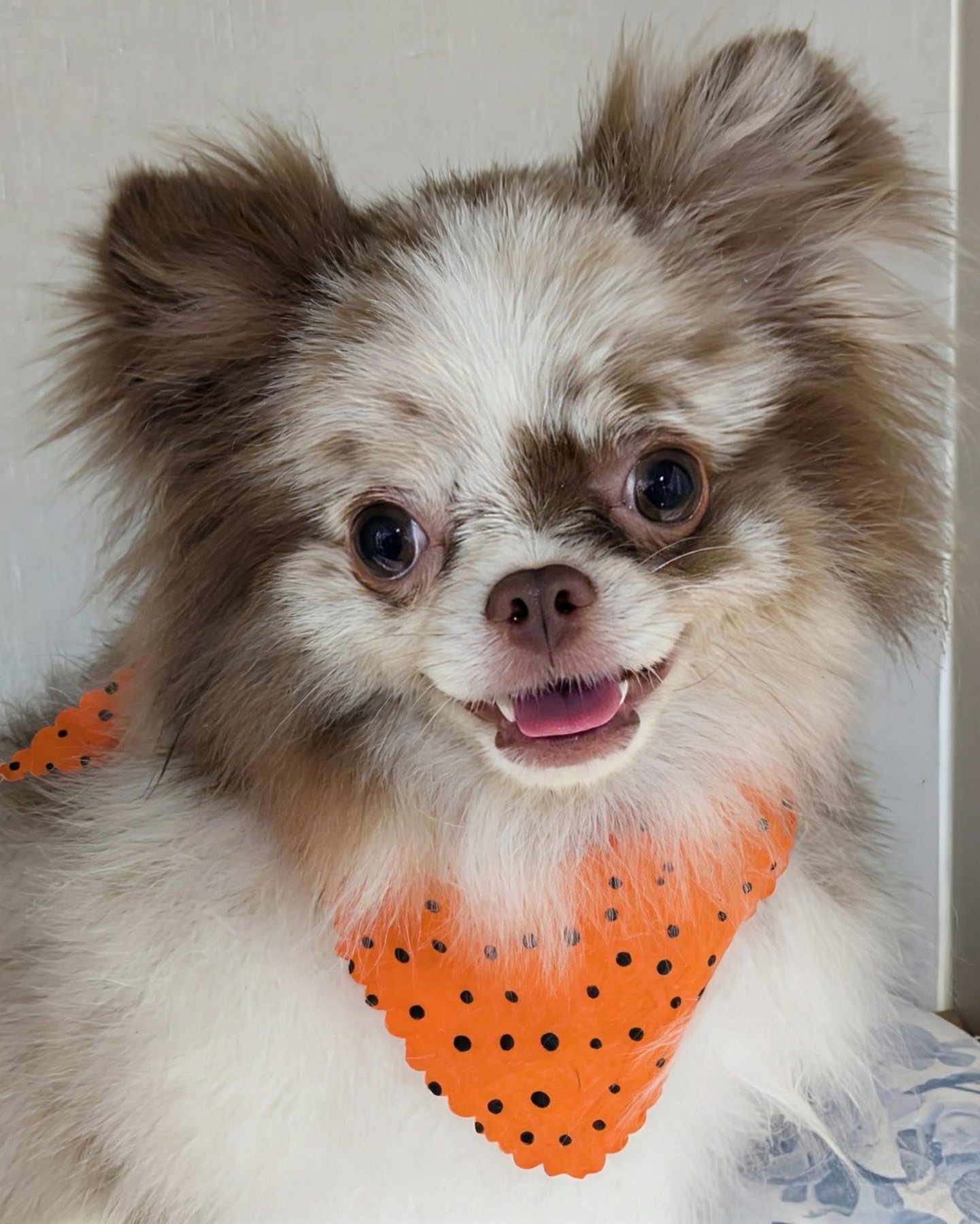 Freshly groomed dog at Golden Paws