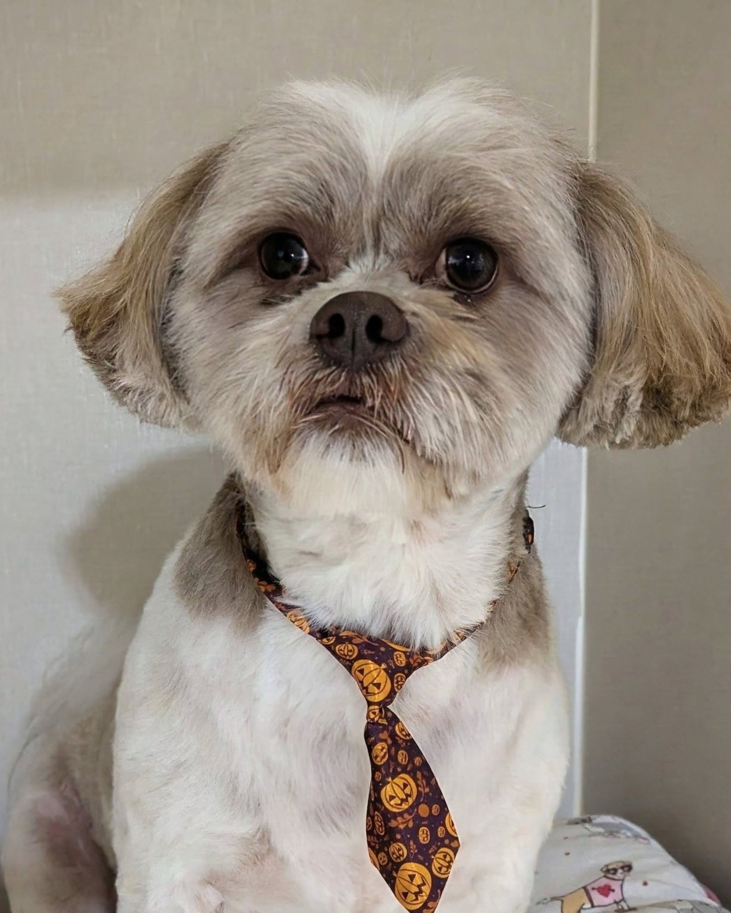Freshly groomed dog at Golden Paws