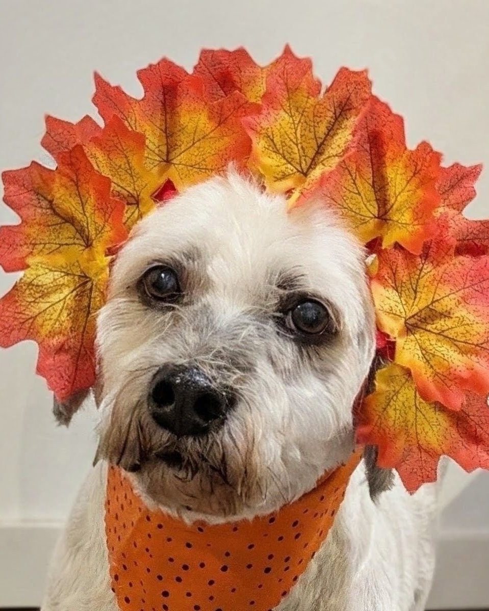 Freshly groomed dog at Golden Paws