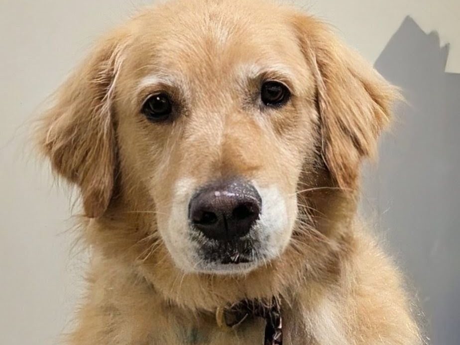 Golden retriever with a Halloween tie