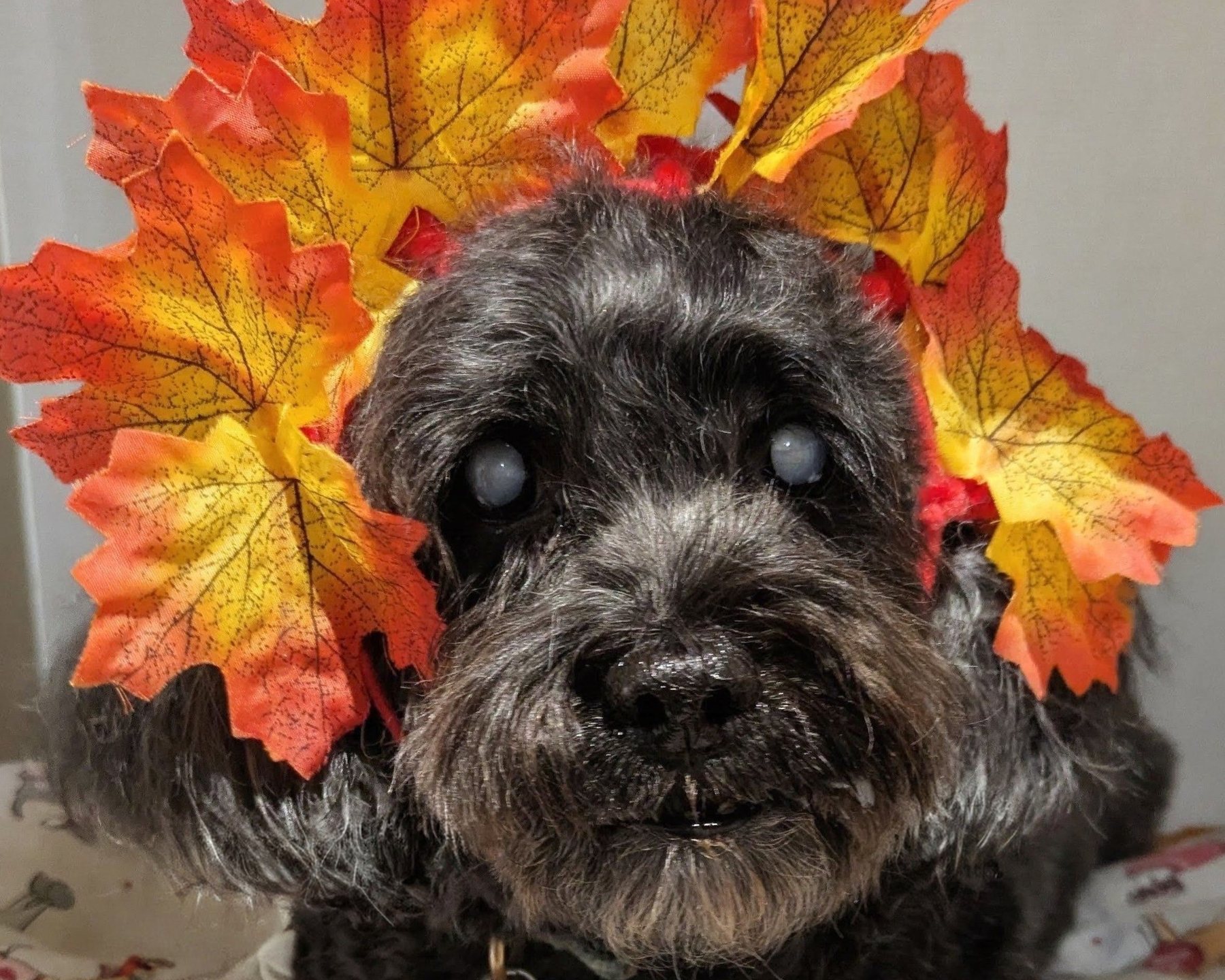 Dog in a fall leaf crown