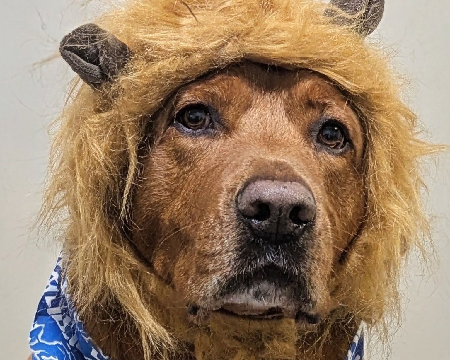 Golden retriever in a lion mane costume