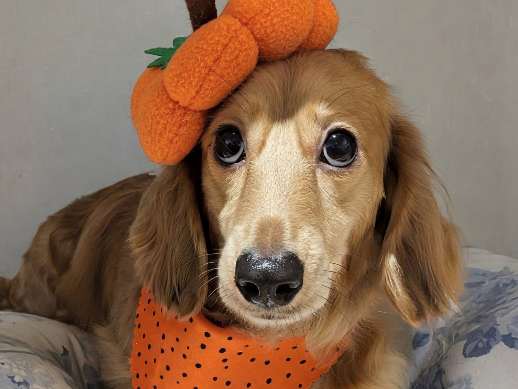 Dachshund in a pumpkin hat